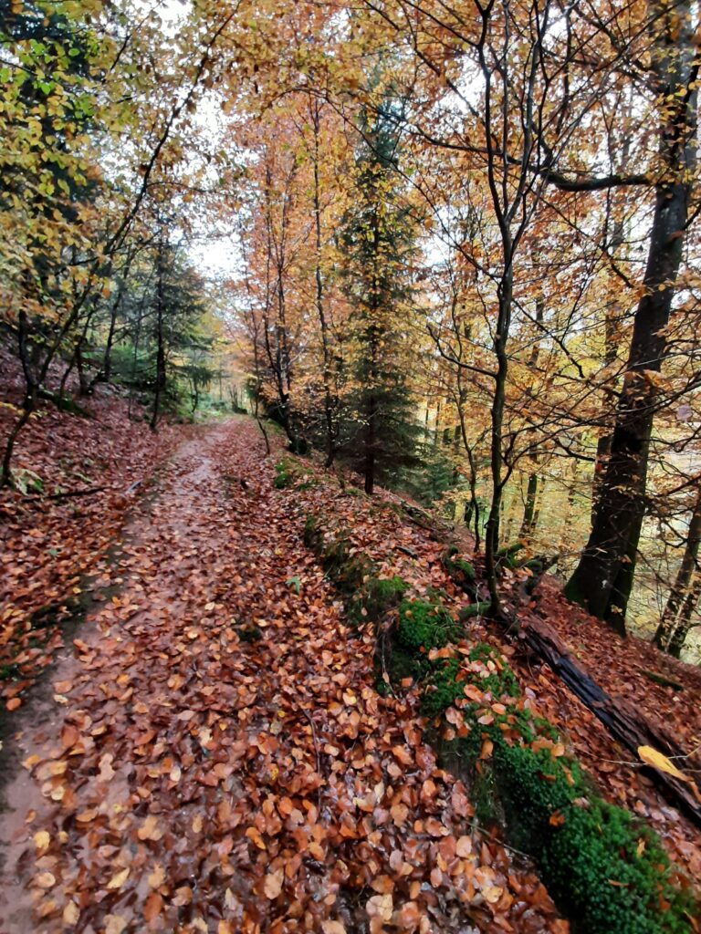 foret d'automne en Alsace