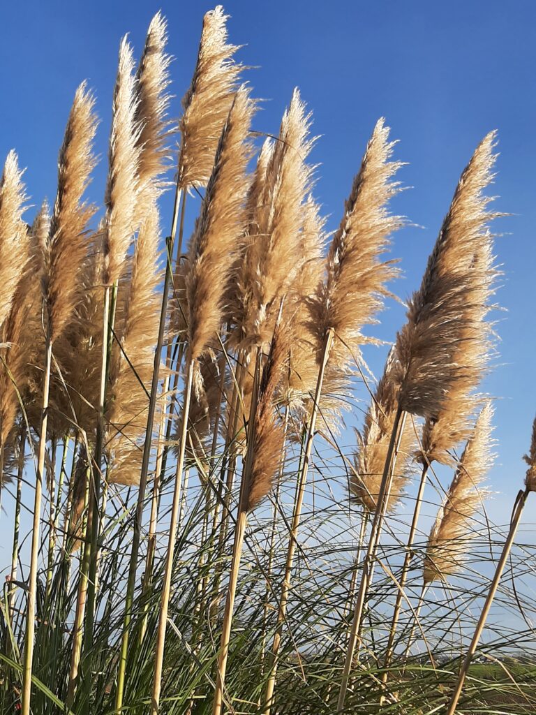 pampa du Kochersberg