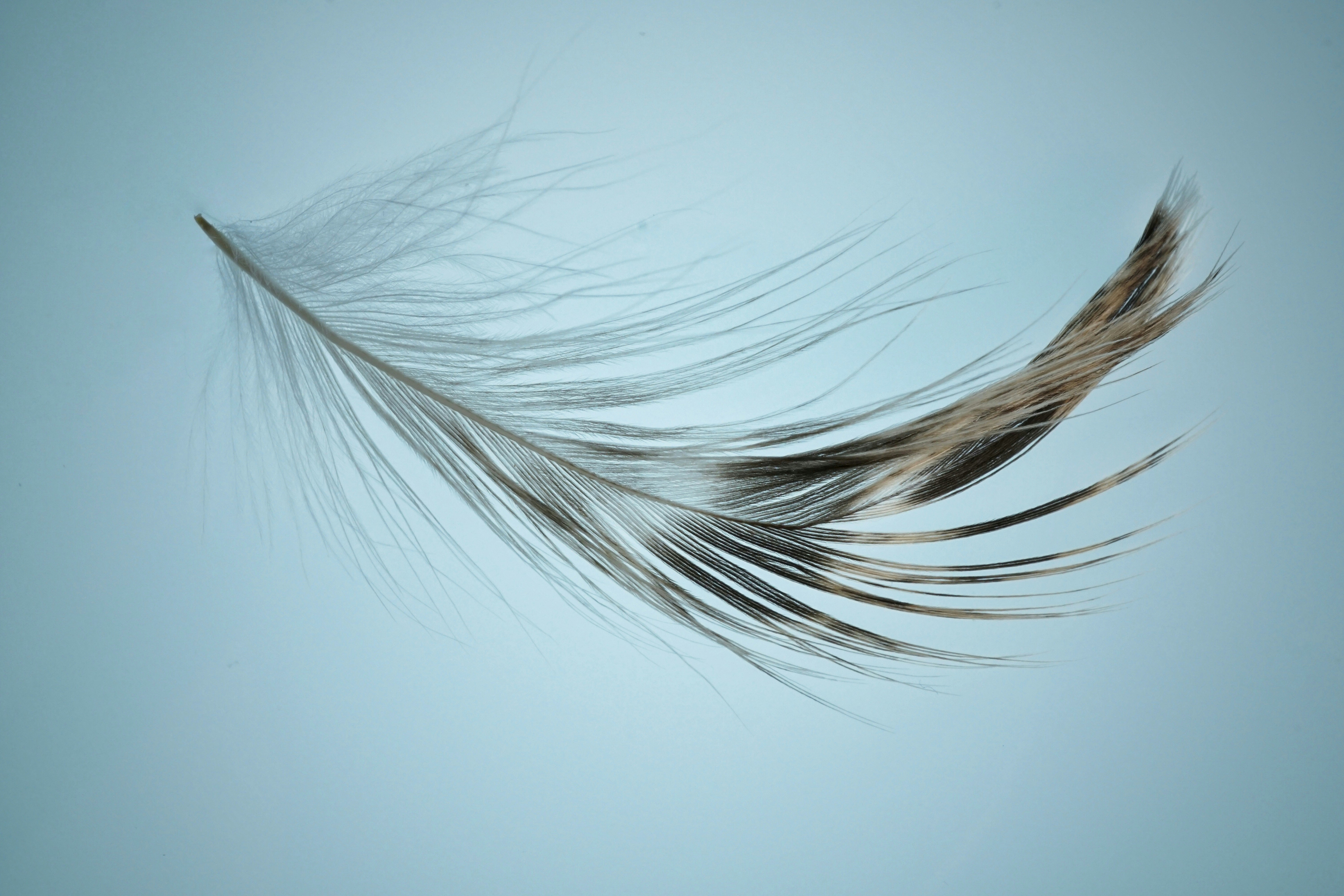 plume - photo Pedro Vit / Unsplash